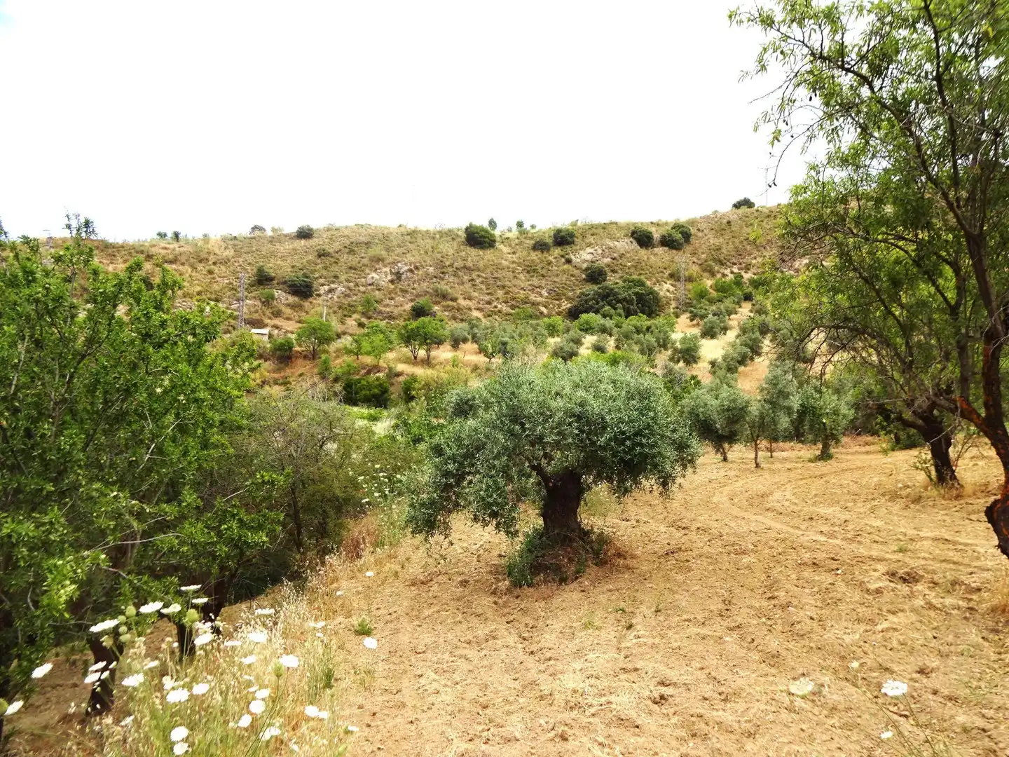 Lands and plots for sale in Pinos Genil, imagen 11