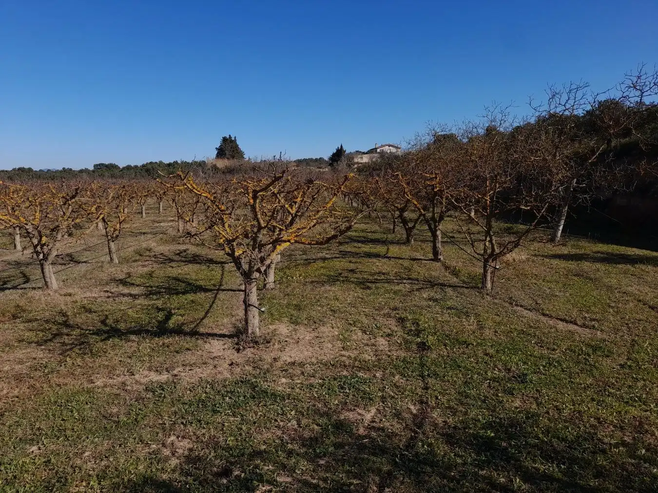 Rural land for sale in Ginestar, imagen 13