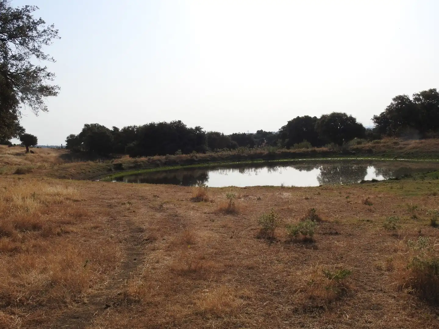 Land for sale in Villar del Pedroso