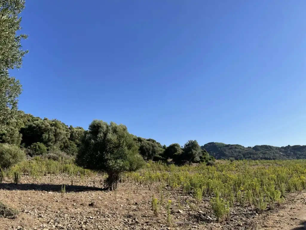 Country homes for sale in Castellar de la Frontera  with Private garden
