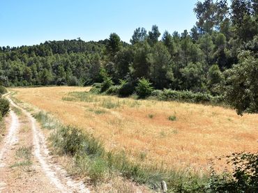 Terreny rústic en venda a Valderrobres