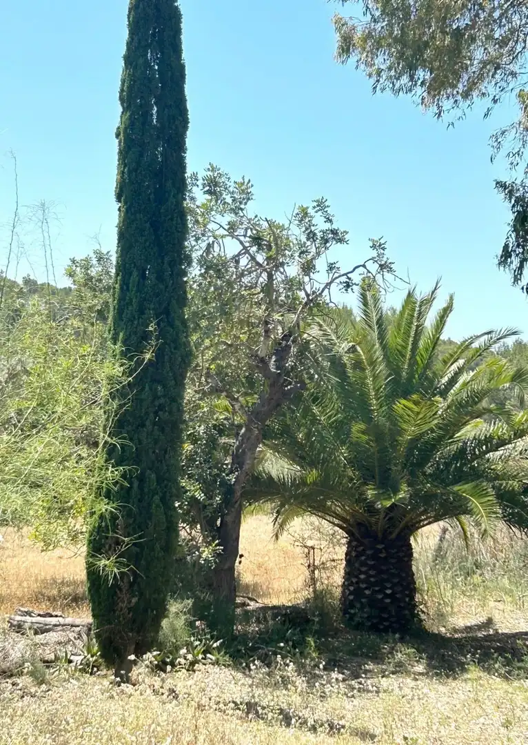 Houses for sale in Calvià