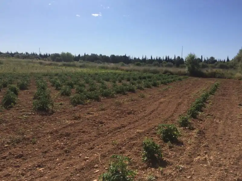 Country homes for sale in El Tancat - Mas d'en Gual