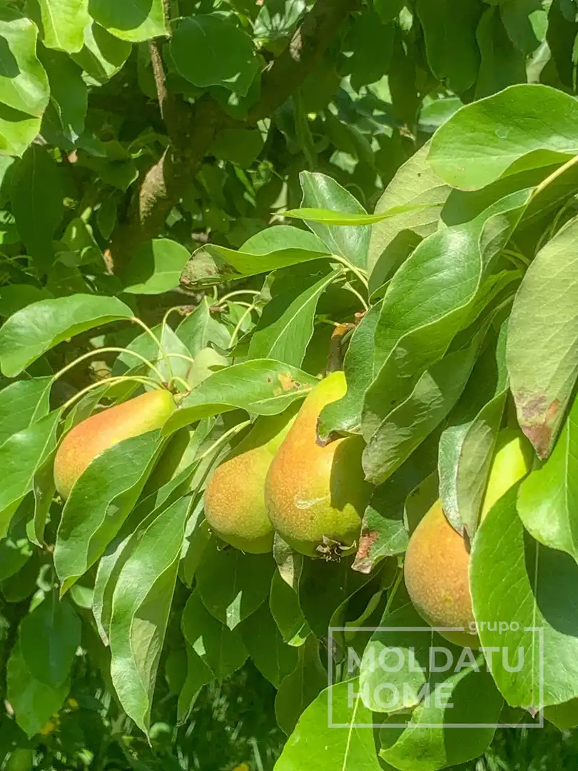 Jardín de Terreno en venta en Belascoáin