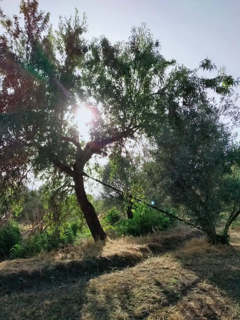 Lands and plots for sale in Nigüelas, imagen 14
