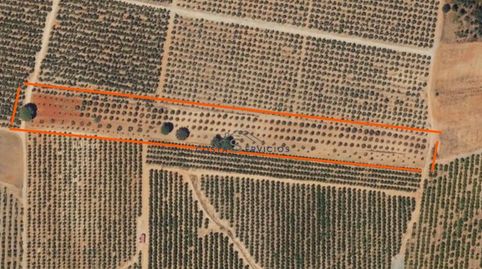 Terreno agrario 1Hectarea, immagine 3