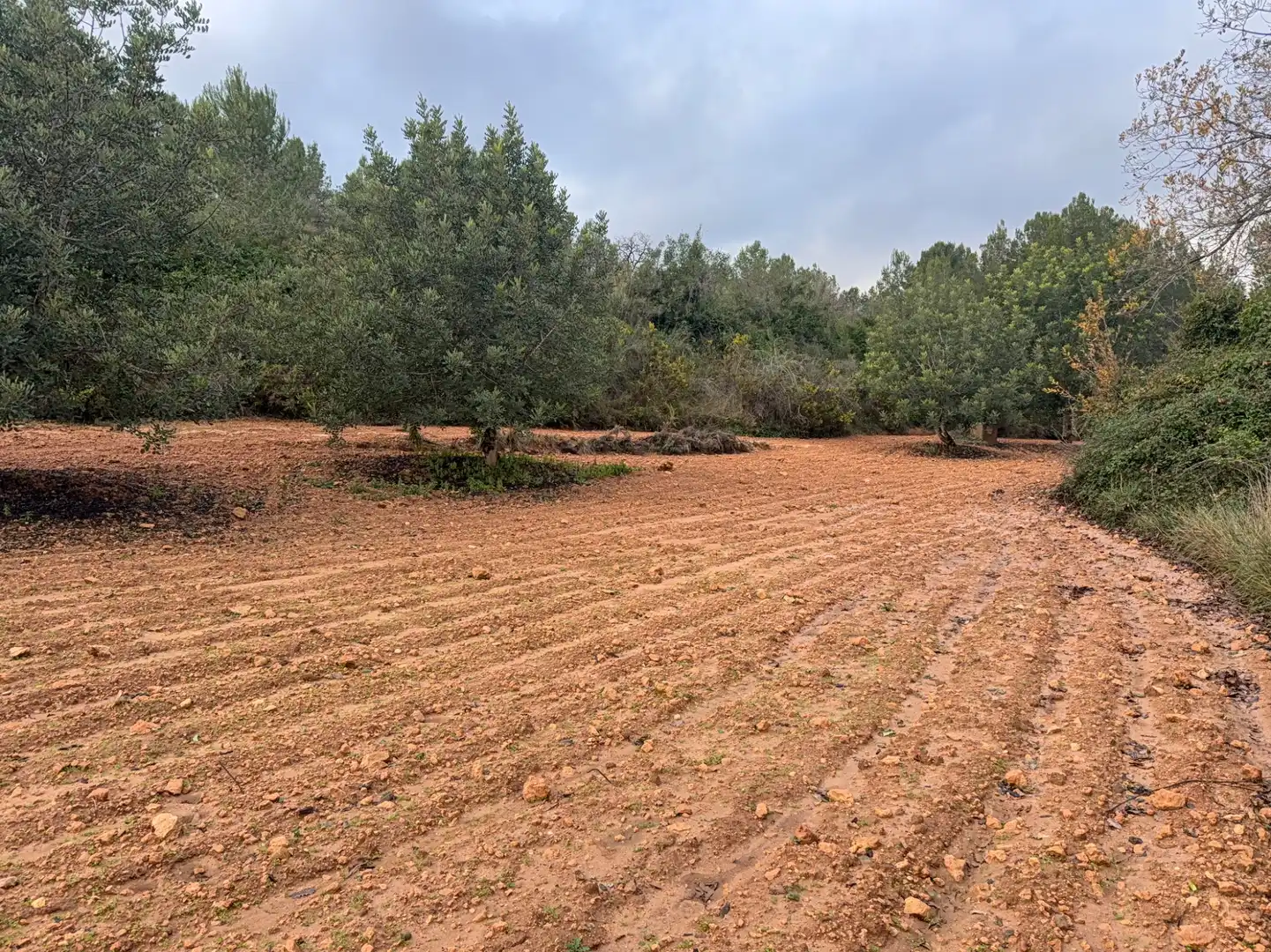 Terrain rustique à vendre à Carretera a la Maso 1G, imagen 10