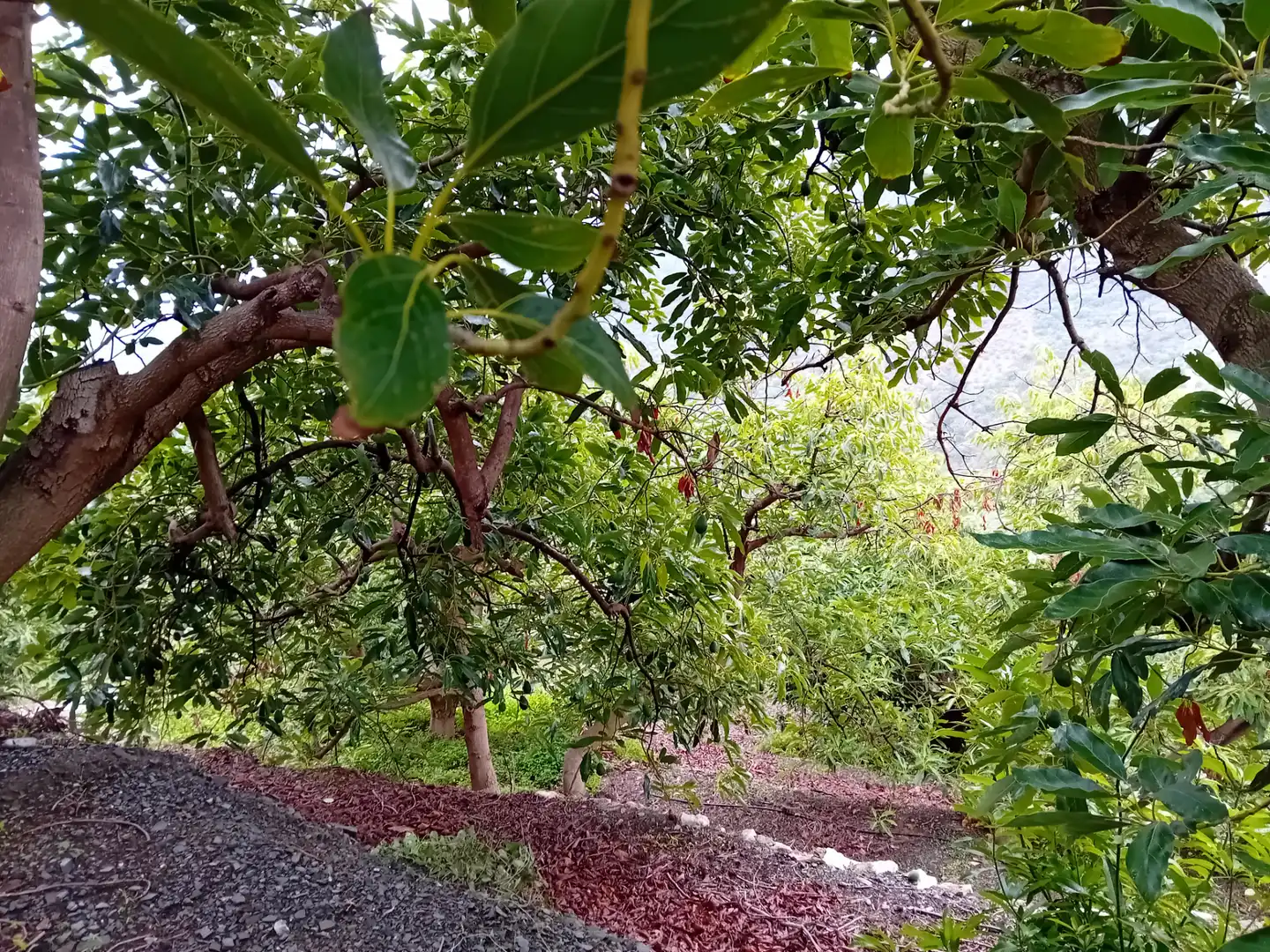 Terreni e lotti in vendita a Yunquera, imagen 5
