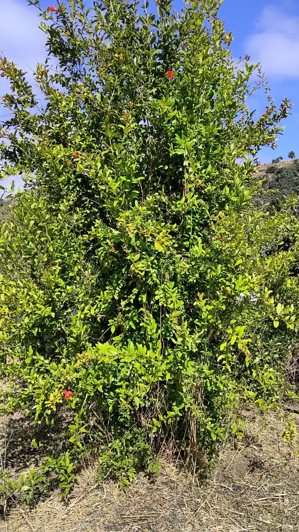 Finca rústica en venda en Santa Brígida