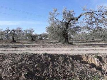 Rustikales Grundstück zum Verkauf in Albaida del Aljarafe