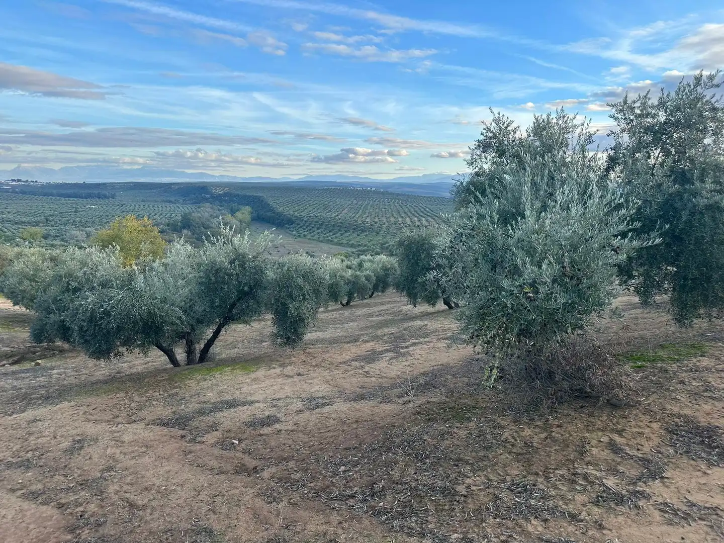 Grundstücke zum Verkauf in Andújar