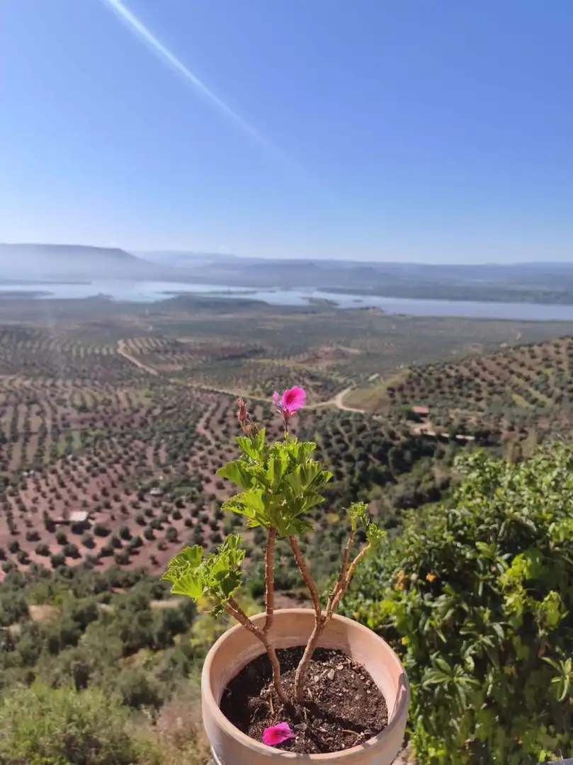 Jardín de Casa o chalet en venta en Bedmar y Garcíez con Terraza