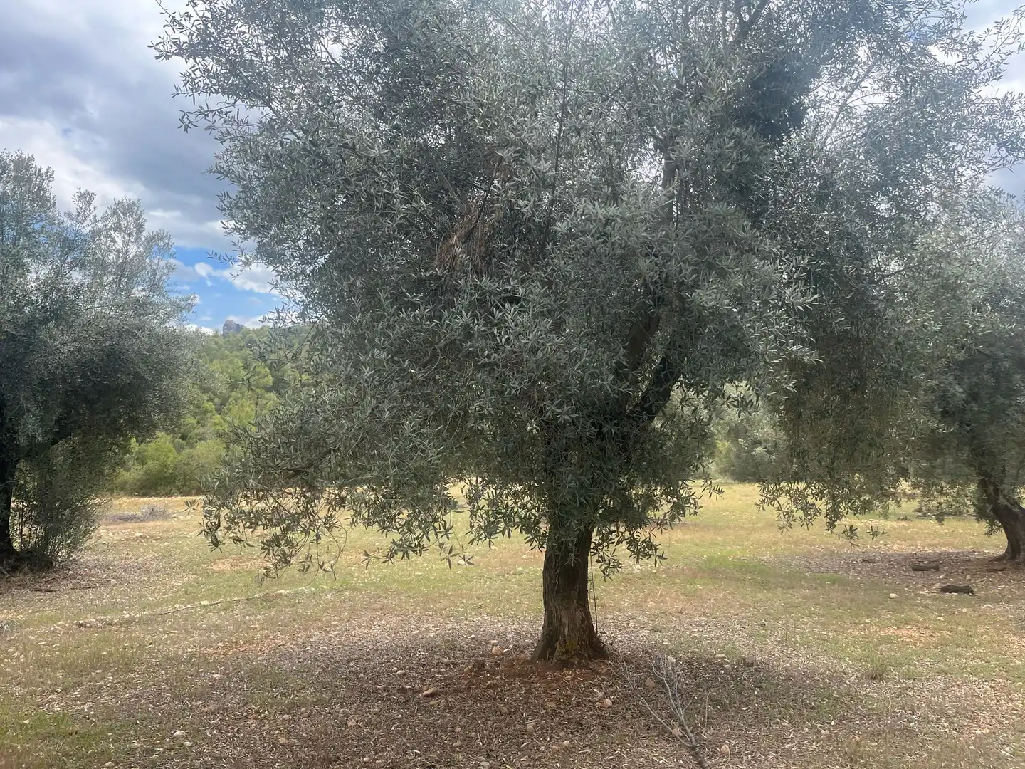 Terreni e lotti in vendita a Cretas, imagen 6