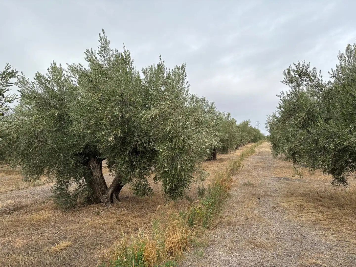 Terreni e lotti in vendita a Calle Malla 10D