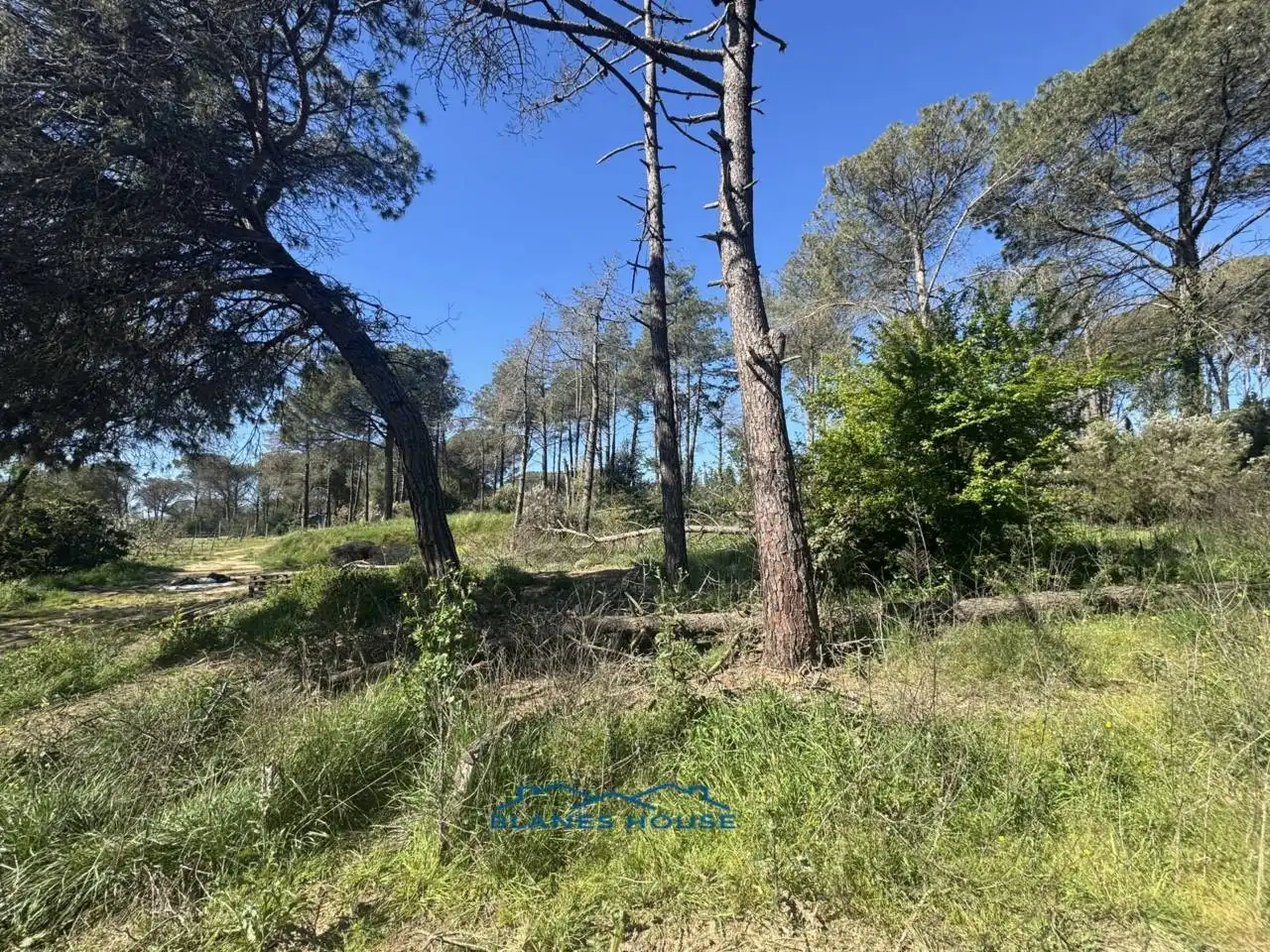 Terreno rustico in vendita a Calle Bosch Rabasa 1, imagen 16