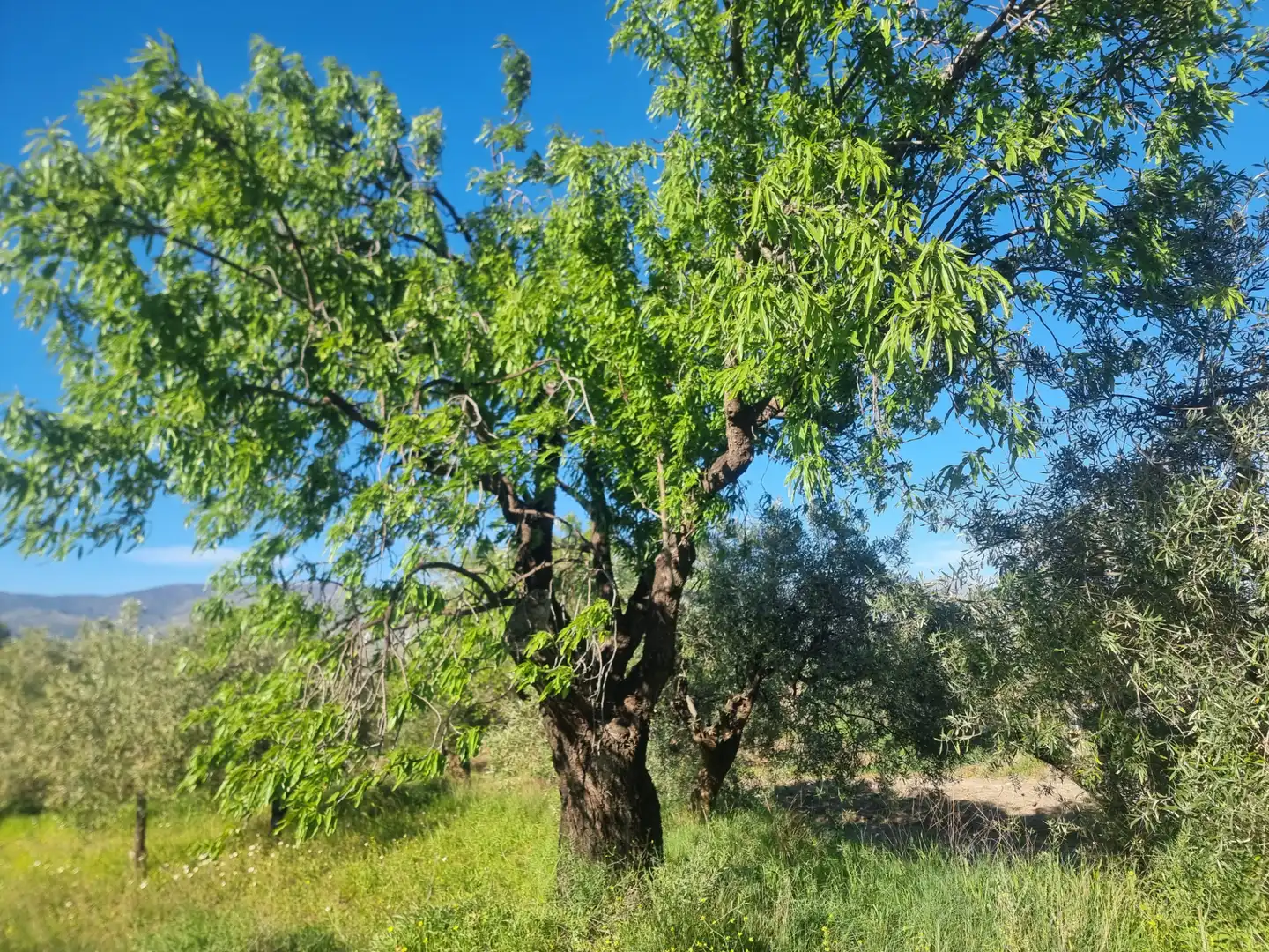 Vista exterior de Terreno en venta en Abrucena
