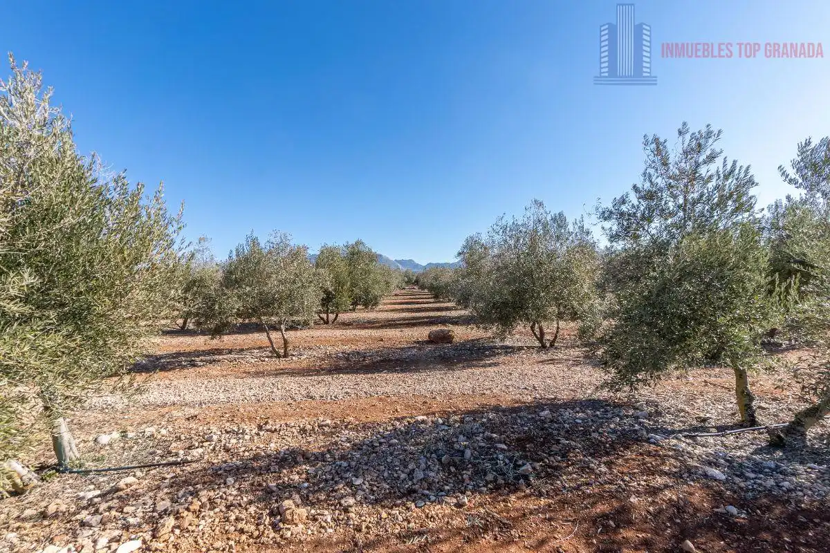 Terreni e lotti in vendita a Pago cortijo de las Monjas Parcela 19, imagen 28