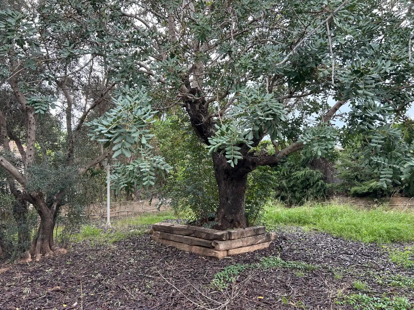 Jardín de Casa o chalet en venta en Chiva con Calefacción, Jardín privado y Terraza