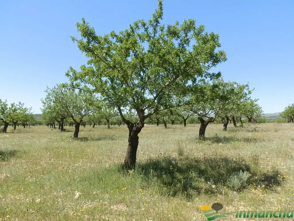 Terreni e lotti in vendita a Almansa, imagen 14