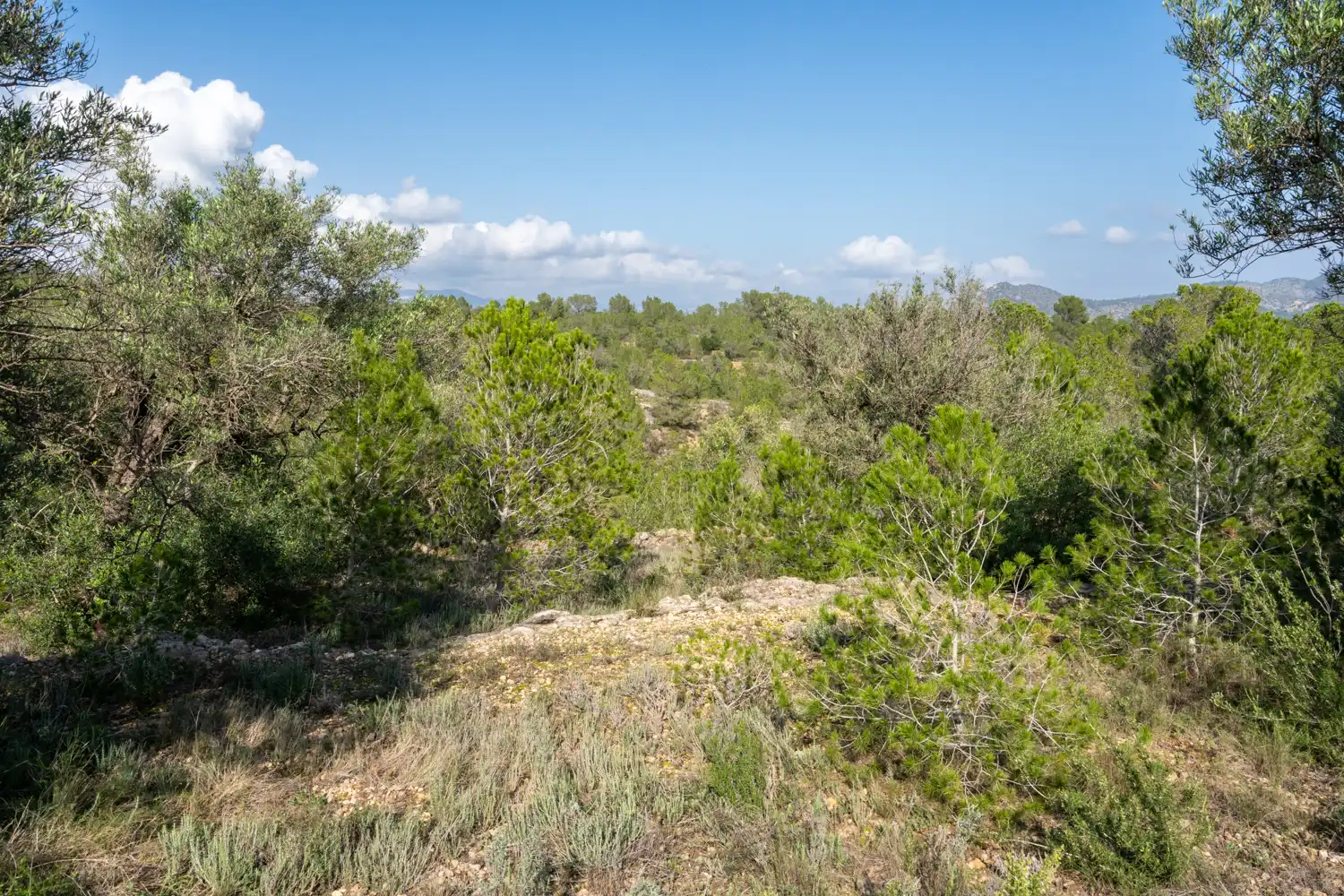 Terrain rustique à vendre à C-12 30, imagen 10