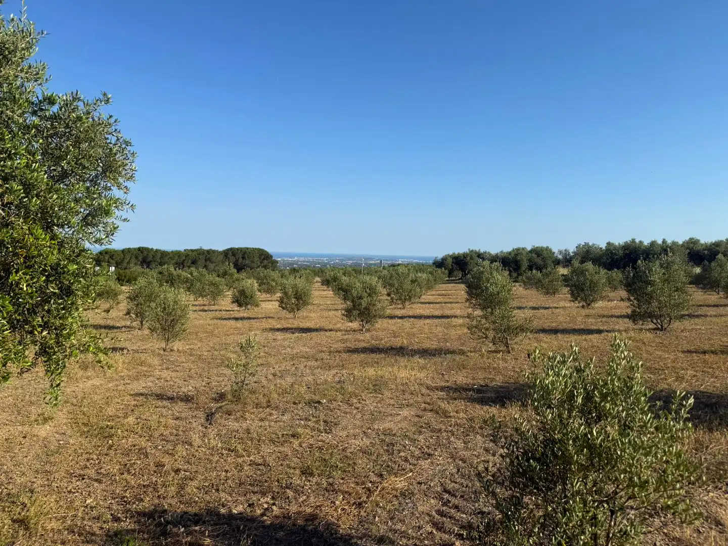 Terrain rustique à vendre à La Selva del Camp, imagen 10