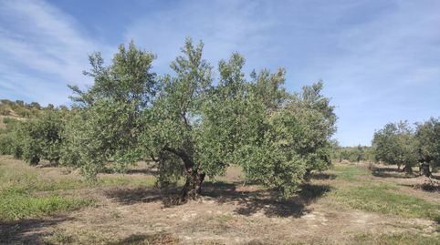 OLIVAR TRADICIONAL DE 4,25 FANEGAS