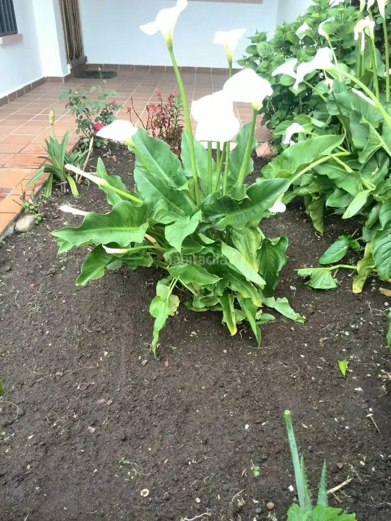 Adossat amb jardí en venda a Calle Ejido 5, imagen 2