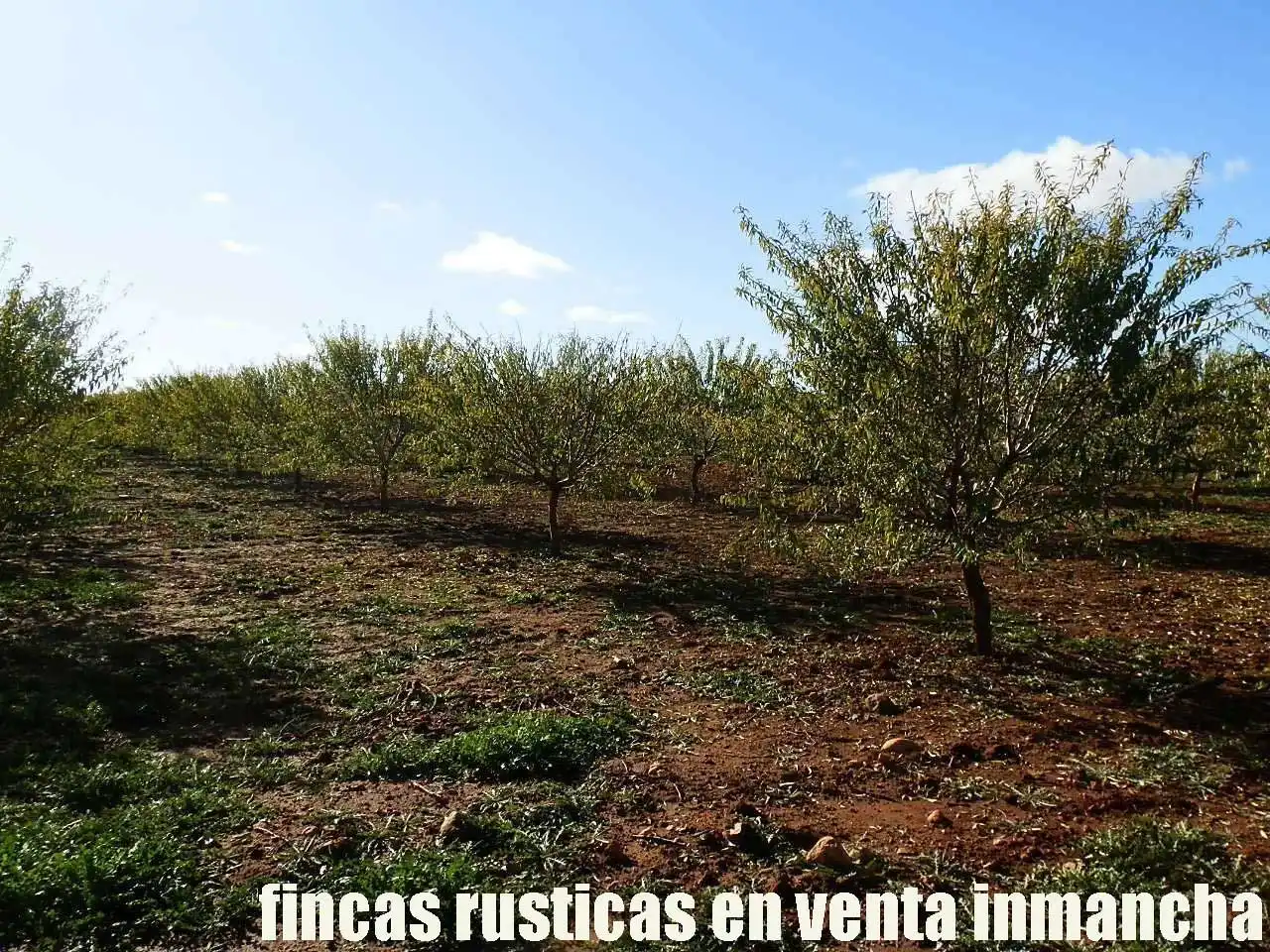 Terreno rústico en venta en Tomelloso, imagen 10