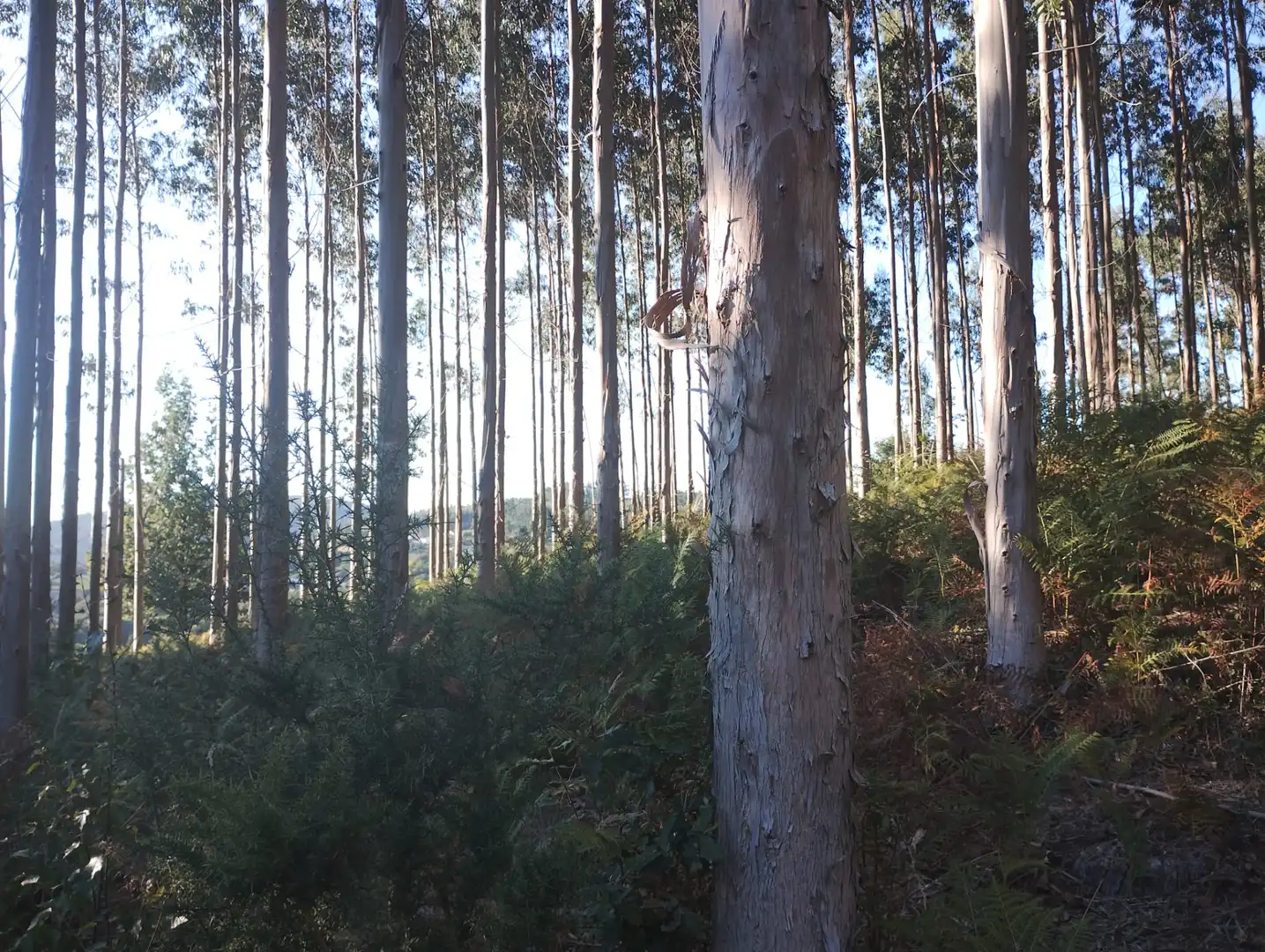 Rural land for sale in Neda, imagen 8
