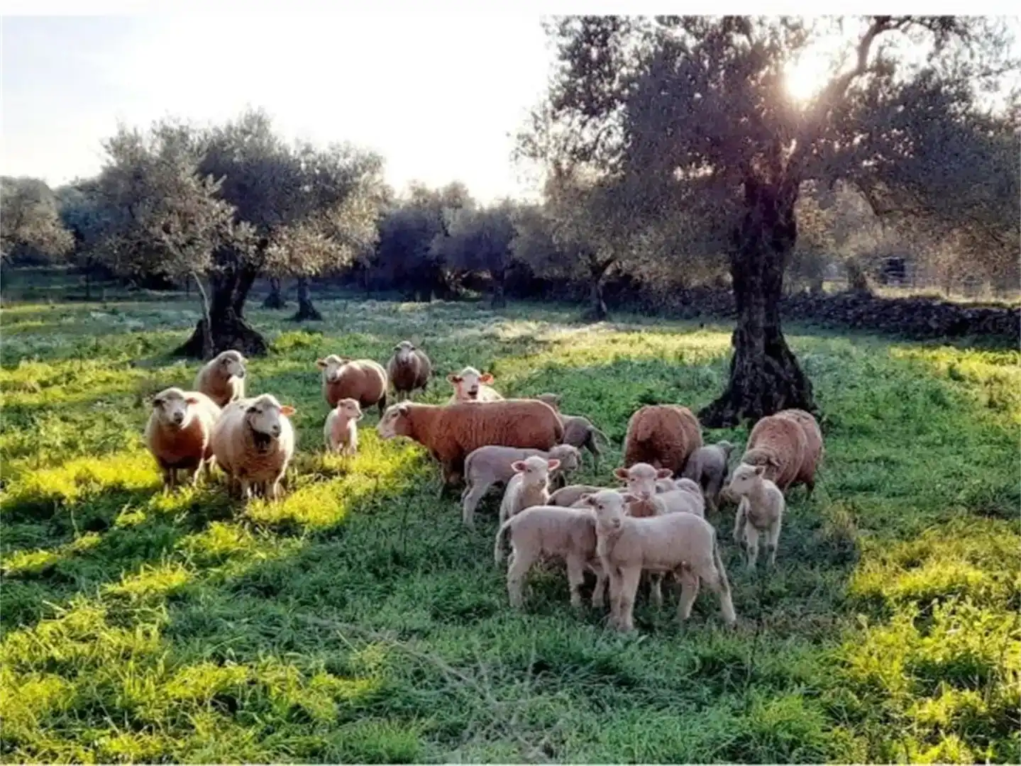 Vista exterior de Finca rústica en venda en Higuera la Real