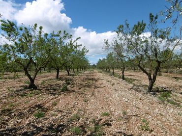 Rustikales Grundstück zum Verkauf in PARCELA