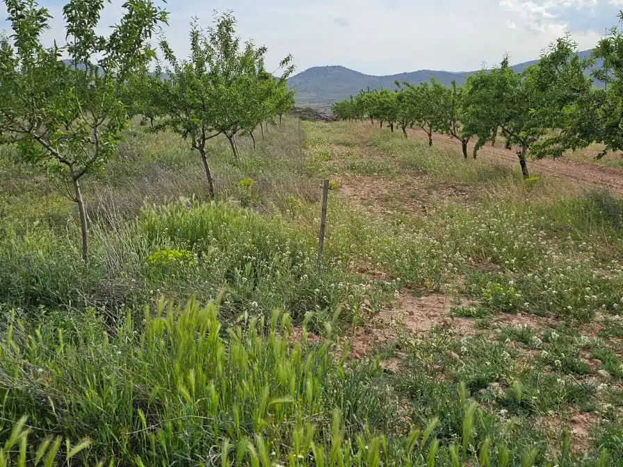 Land for sale in Fuendejalón