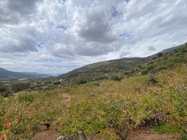 Terreno rustico in vendita a El Torno