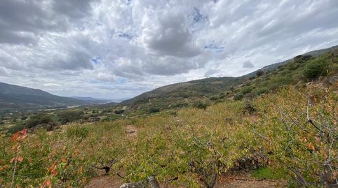 FINCA TEMPRANA DE CEREZOS EN EL TORNO -  VALLE DEL JERTE