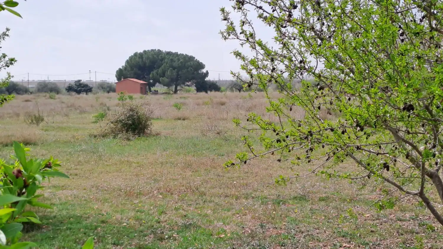 Finca rústica en venta en Constantí