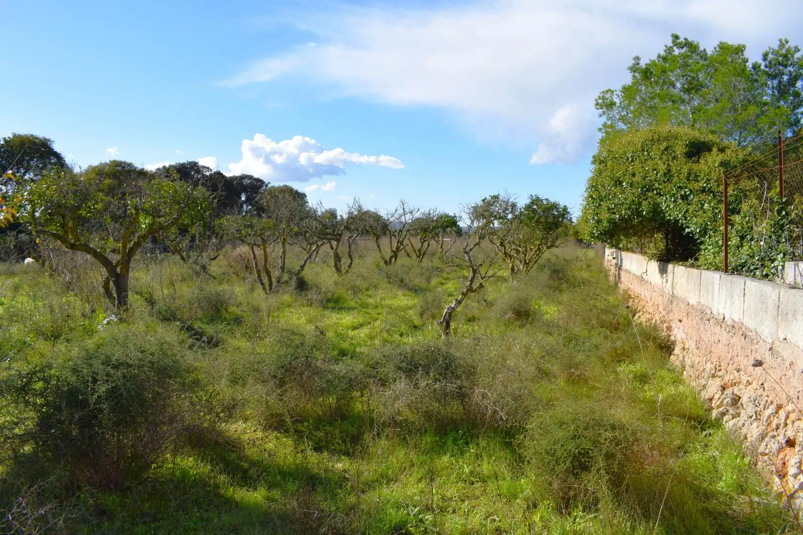 Residential land for sale in Llubí, imagen 18