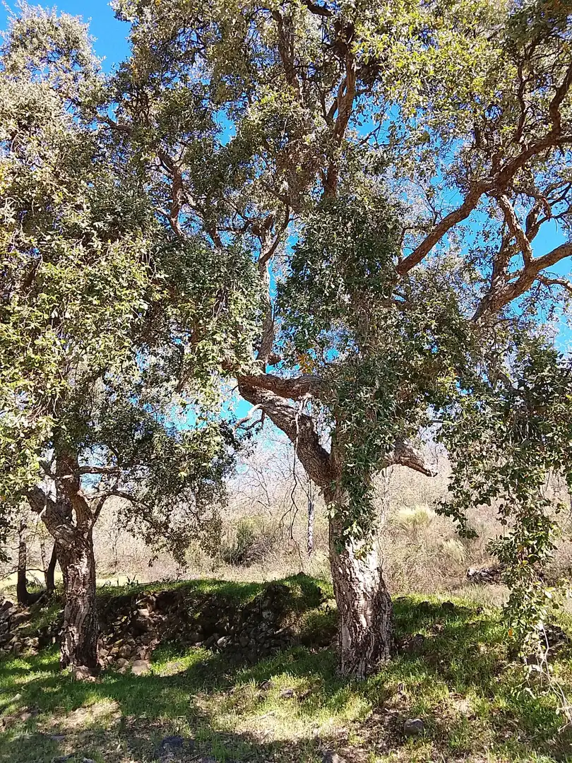 Terreni e lotti in vendita a Candeleda, imagen 15