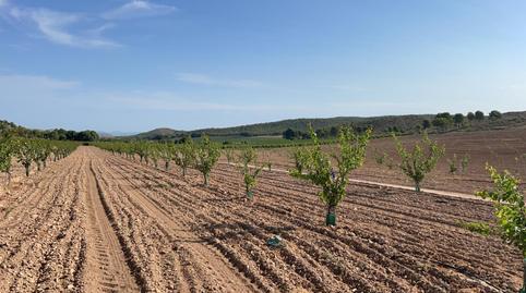 Photo 5 of Land for sale in N/a, -1, San Miguel,  Murcia Capital