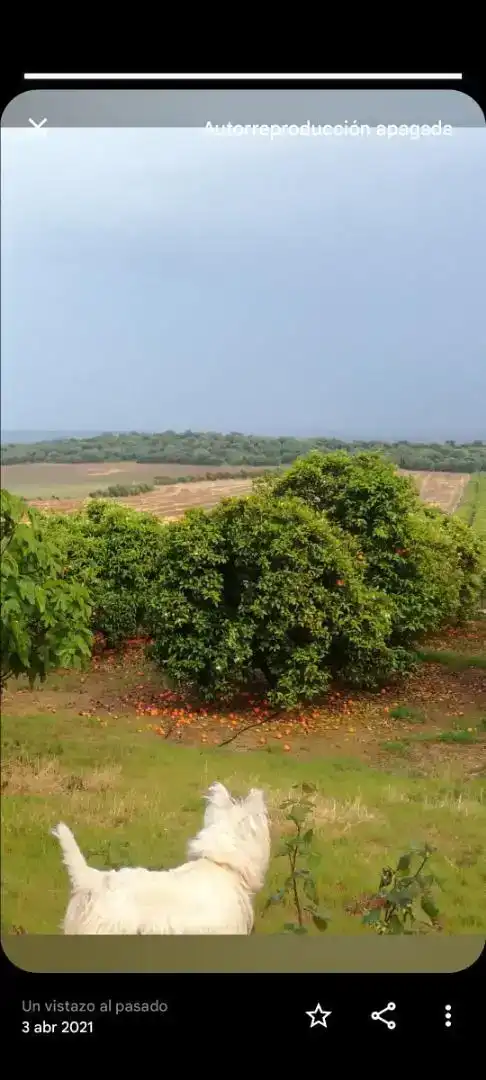 Finca rústica en venda en Peñaflor amb Aire condicionat, Jardí privat i Traster