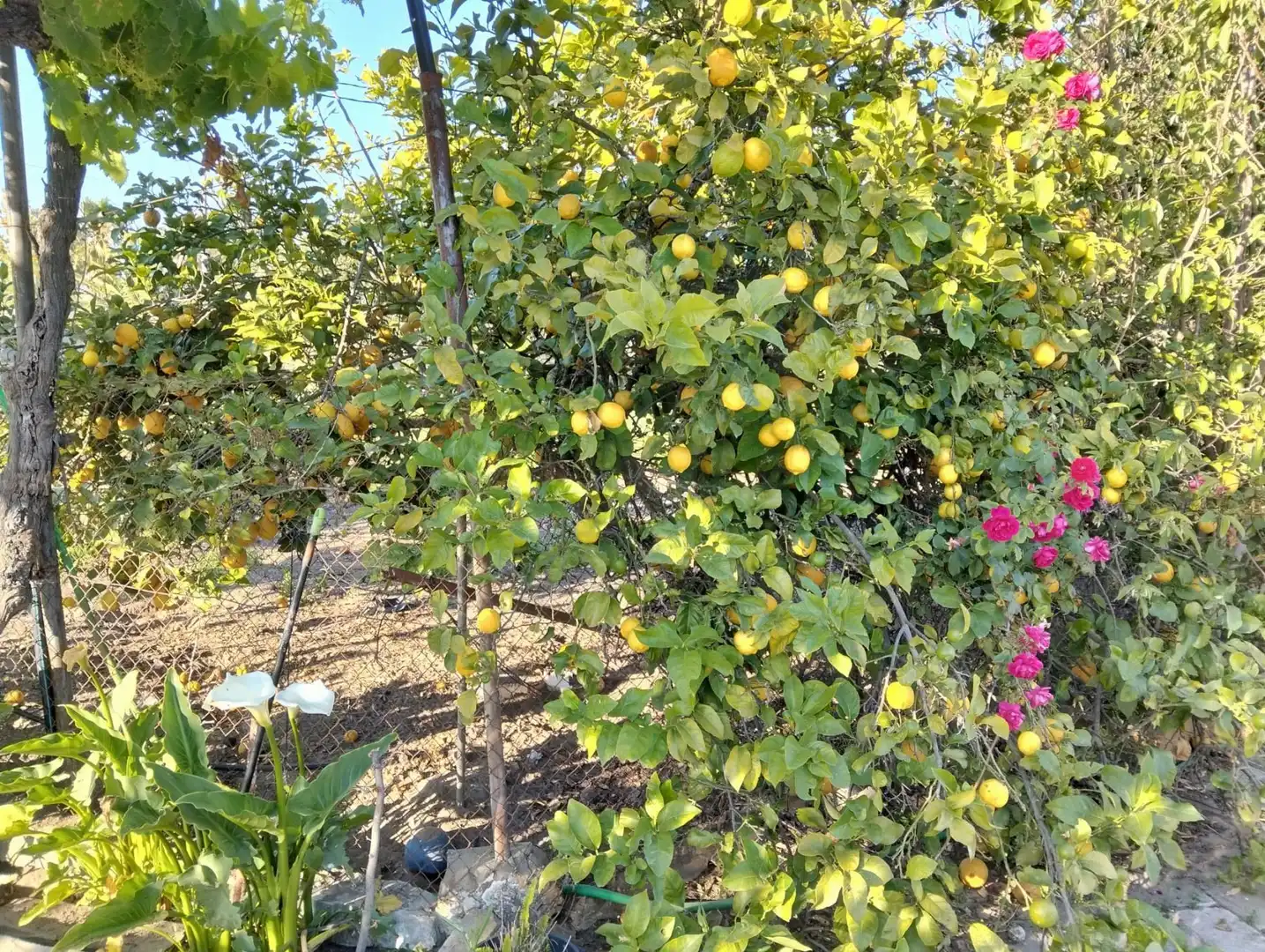 Jardí de Casa o xalet en venda en Chiclana de la Frontera amb Traster