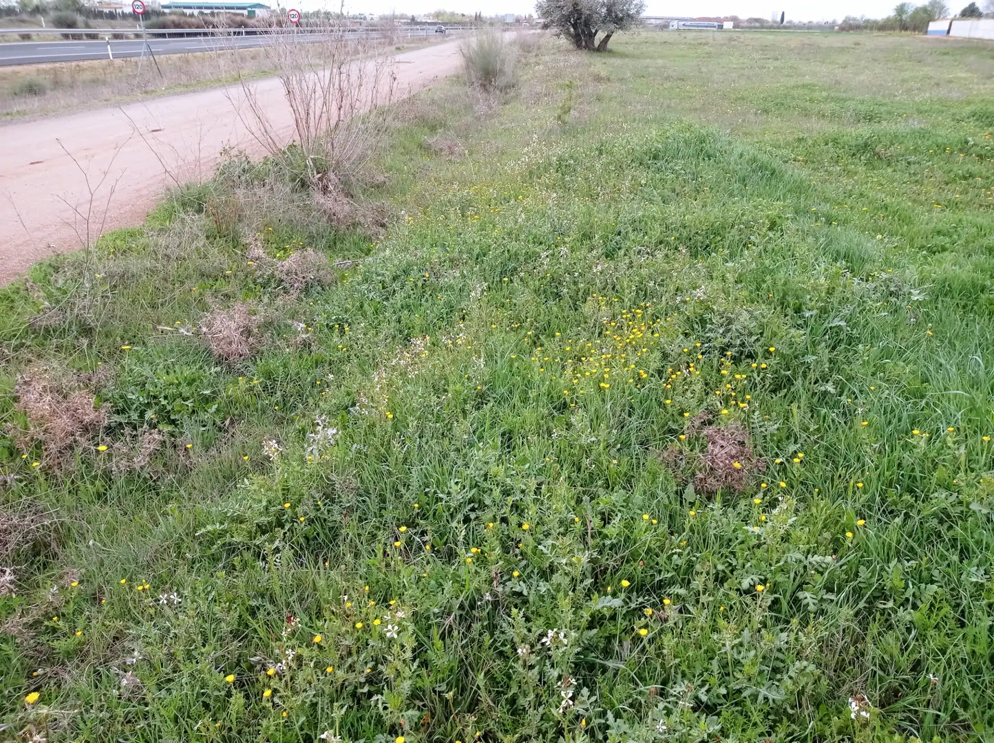 Terreno rustico in vendita a Los Rosales