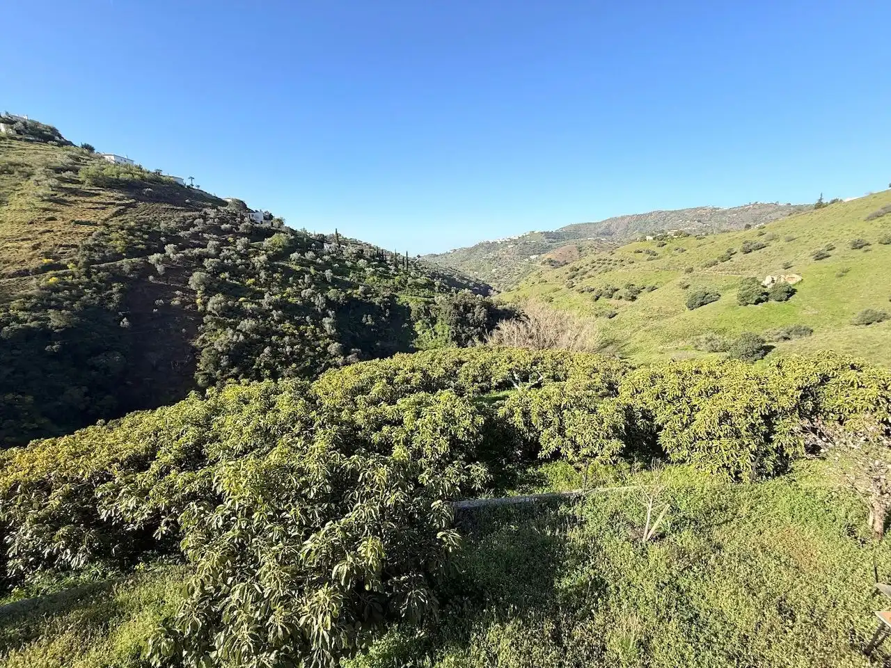 Land for sale in Canillas de Albaida