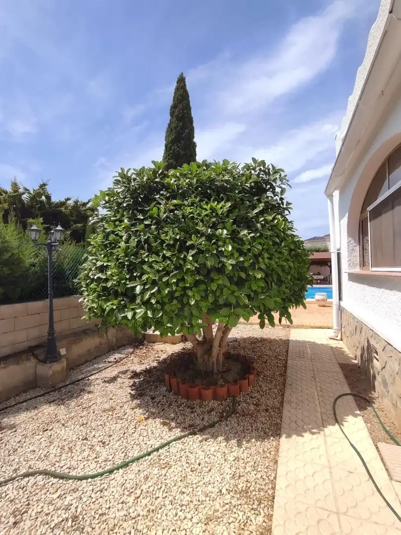Jardín de Casa o chalet de alquiler en Rojales con Jardín privado, Terraza y Trastero