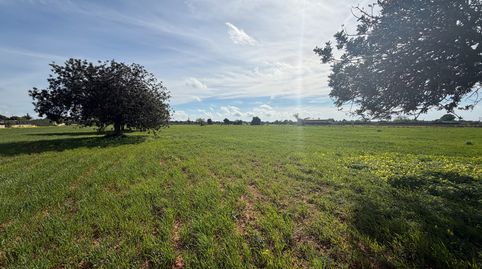 Foto 5 de Terreno en venta en Carrer D'antoni Maura, 79, Llucmajor pueblo, Llucmajor