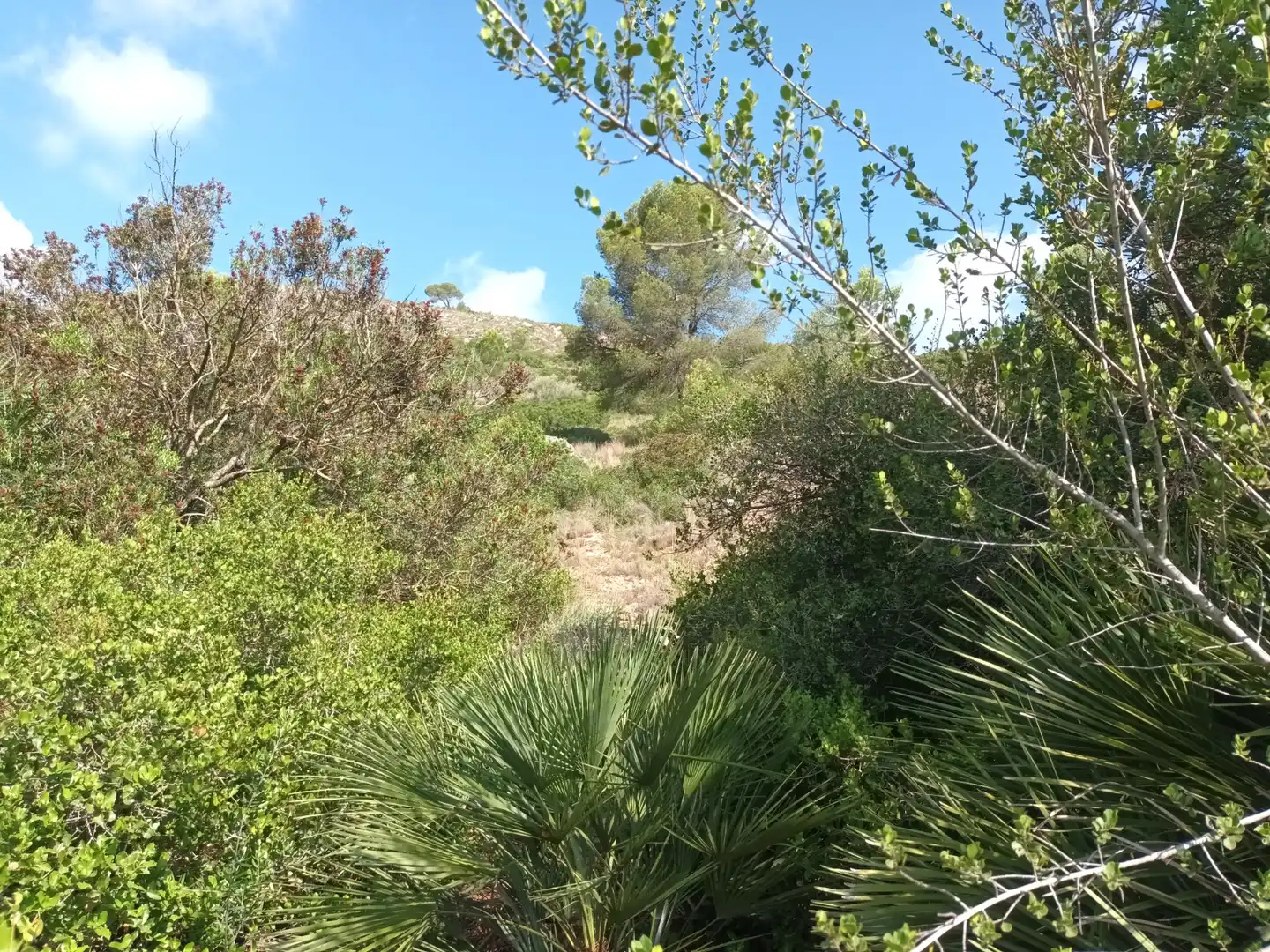 Terreno en venta en Benigànim