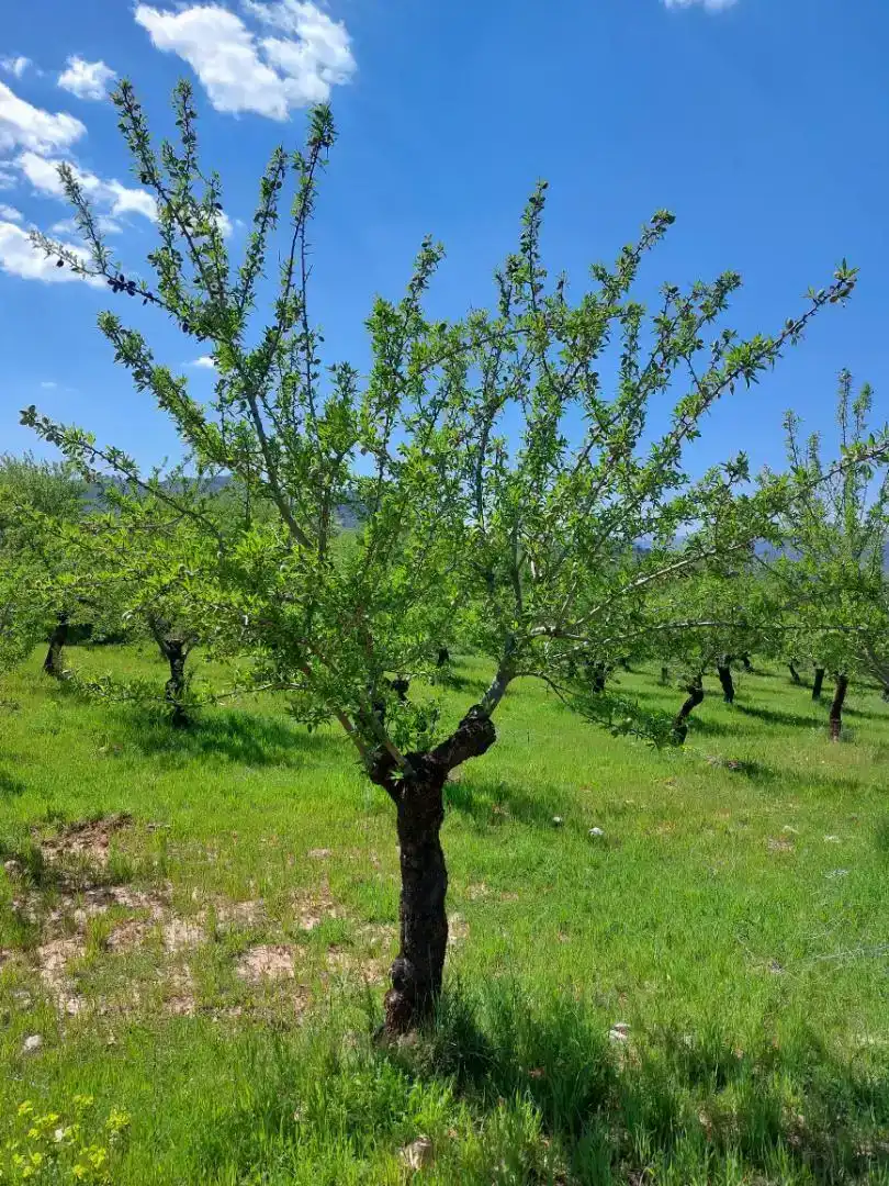 Jardí de Finca rústica en venda en La Peza