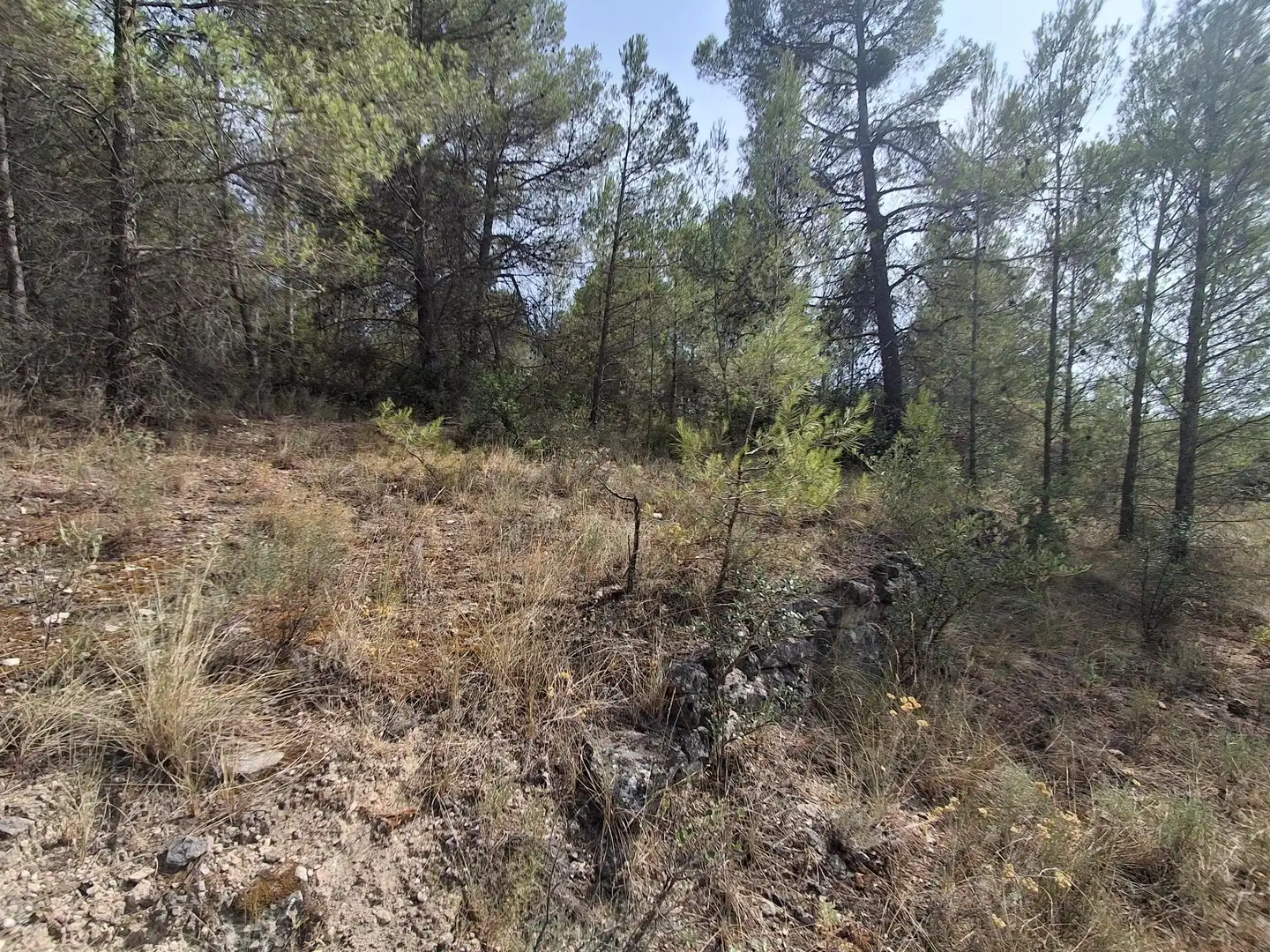 Rural land for sale in Gandesa, imagen 5