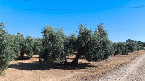 Finca de olivares centenarios de riego, imatge 5