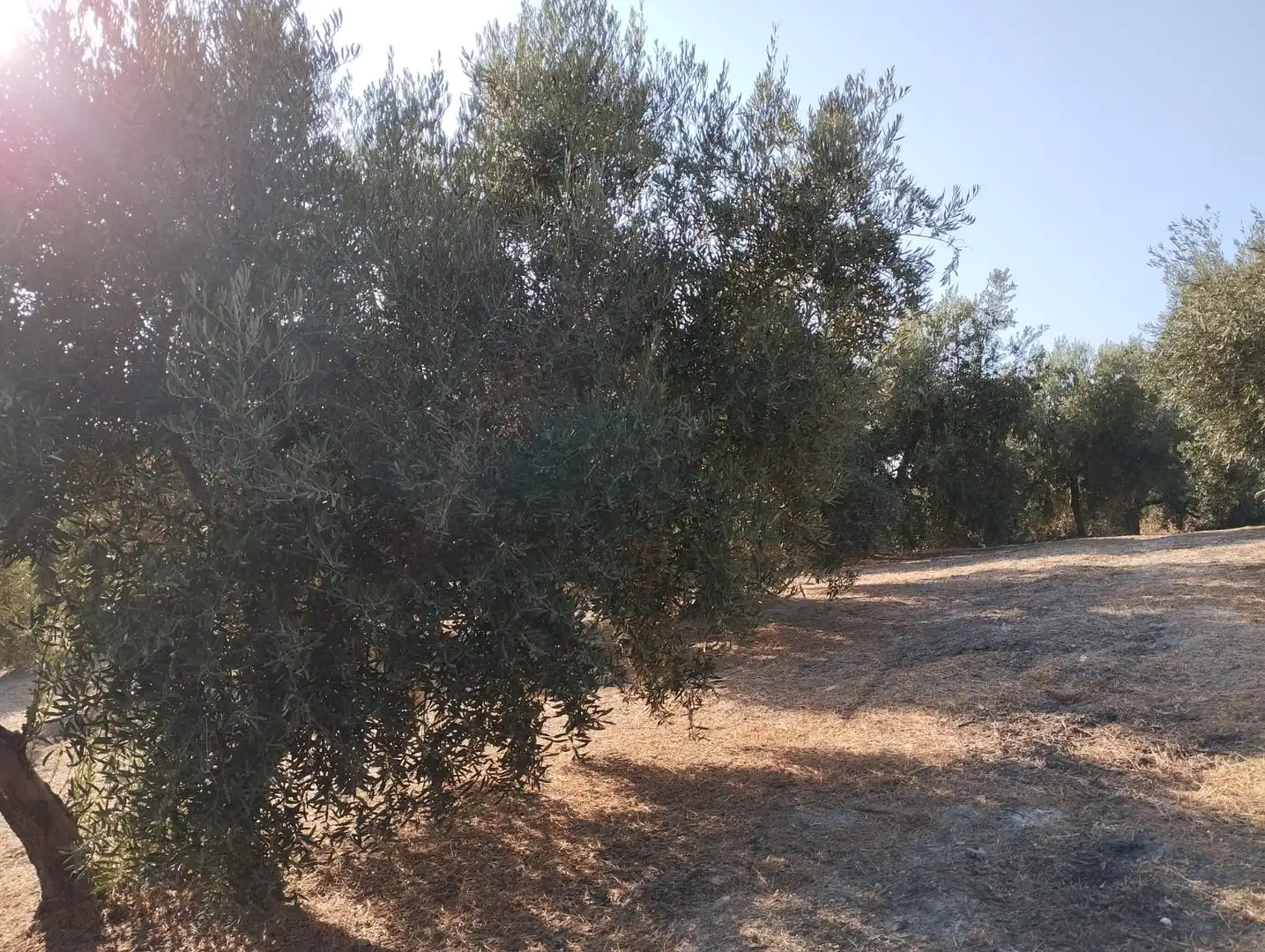 Terreno rustico in vendita a Avenida Fuente del Río, imagen 5