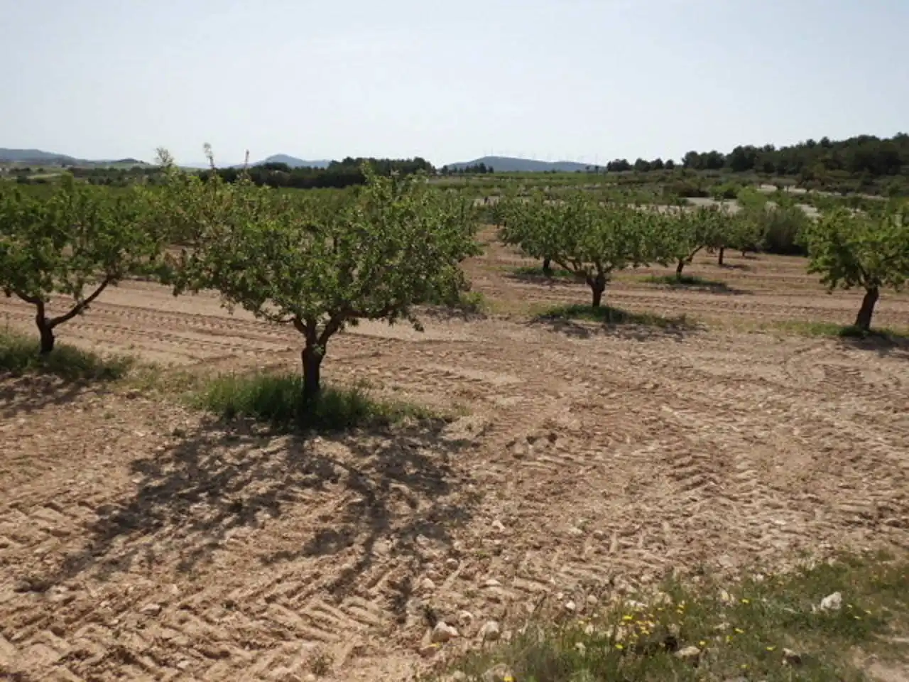 Terreno rustico in vendita a Almansa, imagen 3